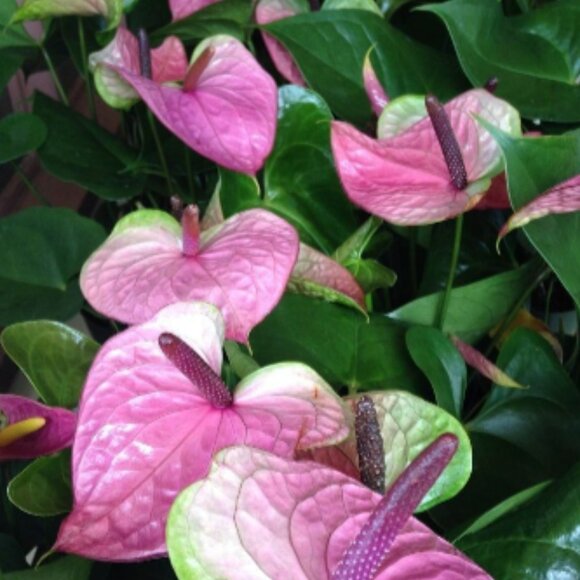 ADD $1 - 10 Anthurium Plant Seeds for Garden or Indoor 'flowers' Pretty Colours - Picture 4 of 6